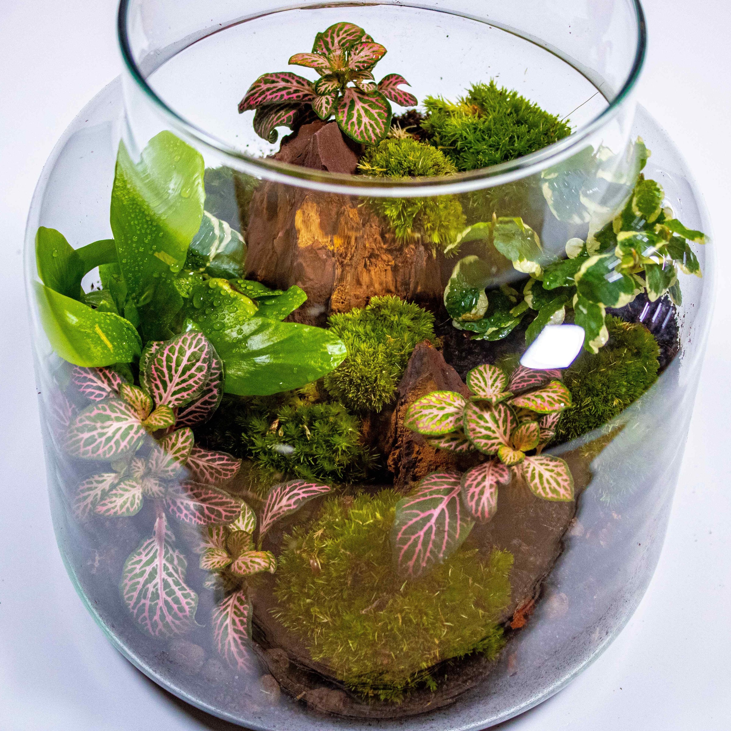 Bring Nature Home with Terrariums